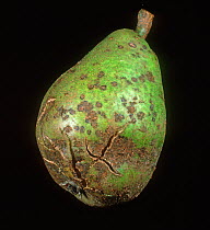 Pear scab (Venturia pyrina) severe spotting and cracking damage to a pear fruit