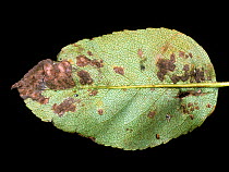 Pear leaf underside with fungal spotting caused by pear scab (Venturia pyrina), September