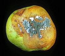 Post-harvest penicillium storage mould (Penicillium italicum) mycelium and rot on stored apple fruit