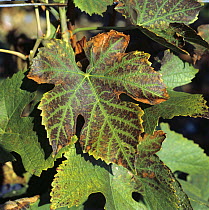 Necrotic lesions and damage on the margin of a Pinot Noir grapevine leaf caused by manganese deficiency, Champagne, France