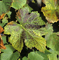 Interveinal leaf necrosis caused by manganese (Mn) deficiency in Pinot Noir grapes in the Champagne Region of France