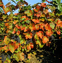 Magnesium deficiency symptoms, reddening of leaves on Pinot Noir wine grapes in fruit, Champagne Region, France