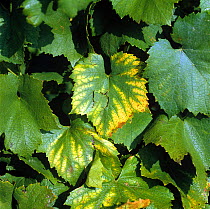 Interveinal chlorosis and necrosis symptoms of magnesium (Mg) deficiency on the leaves of a Chardonnay grapevine, Champagne Region, France