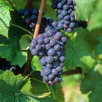 Mature bunch of red Pinot Noir grapes on the vine in a Champagne Region vineyard, France,