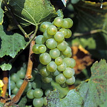 Bunch of Chardonnay grapes on the grapevine in the Champagne Region, France