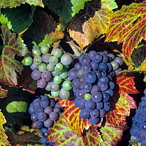 Leaves reddening, and fruit bunch of a Pinot Noir grapes on the grapevine in the Champagne Region of France