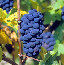 Mature bunch of red Pinot Meunier grapes on the vines with leaves turning in a Champagne Region vineyard, France