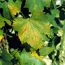 Two-spotted spider mite (Tetranychus urticae) bronzing effect of grazing damage by mites on grapevine leaves, Champagne Region, France,