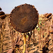 Large crop sunflower (Helianthus annuus) seed head close to harvest in field in the Champagne region of France, September