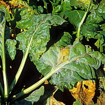 Powdery mildew (Erysiphe betae) fungal disease on the leaf of sugar beet, Champagne region, France, September