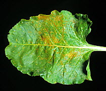 Sugar beet rust (Uromyces beticola) fungal disease pustules on a sugar beet leaf, Champagne Region, France
