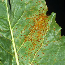 Sugar beet rust (Uromyces beticola) fungal disease pustules on a sugar beet leaf, Champagne Region, France