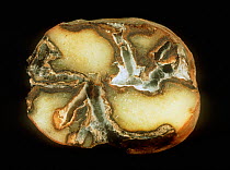 Gangrene (Phoma exigua var. foveata) fungal damage to the flesh of a potato tuber shown in cut section