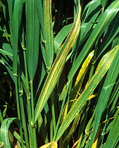 Barley leaf stripe (Pyrenophora graminea) characteristic symptoms on the leaves of a maturing barley crop