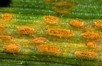Photomicrograph of yellow rust or stripe rust (Puccinia striiformis var. striiformis) sorulating pustules along the veins of a wheat leaf