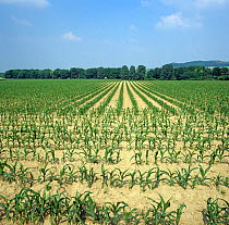 Straight rows of young maize or corn crop (Zea mays) on light sandy soil in the Champagne Region, France.