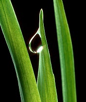 Pear-shaped exudation droplet of transpired water on the tip of a barley leaf, sparkling in light from behind