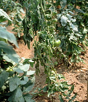 Verticillium wilt (Verticillium albo-atrum) an infected plant of tomato growing in the soil and wilting in a polythene house, Greece