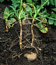 Stem canker (Rhizoctonia solani) lesions on the lower stem base and roots on a maturing plant in a potato crop