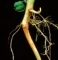 Skin spot (Polyscytalum pustulans) lesions on the stem base and roots of a maturing potato plant