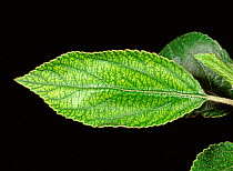 Interveinal chlorosis a symptom of manganese deficiency on an apple leaf