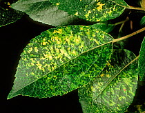 Mottling and reticulation of an apple leaf caused by apple mosaic virus (AMV)