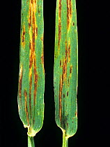 Net blotch (Pyrenophora teres) necrotic stripe lesions on barley leaves from a mature crop France.