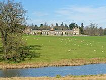 Bowood House and Park, landscaped by Capability Brown, with grazing Domestic sheep (Ovis aries) and ornamental lake in the foreground, Derry Hill, Wiltshire, UK, March 2020.