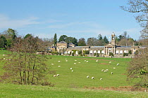 Bowood House and Park, landscaped by Capability Brown, with Domestic sheep (Ovis aries) grazing in the foreground, Derry Hill, Wiltshire, UK, March 2020.