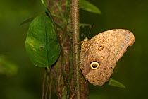 Forest giant owl butterfly (Caligo eurilochus) showing eye spots, Serere Private Reserve, Bolivia