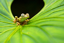 Rosenberg&#39;s tree frog (Hypsiboas rosenbergi) Mache chindul reserve, Choco, Ecuador