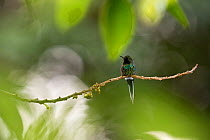 Green thorntail (Discosura conversii), Mindo, Choco, Ecuador