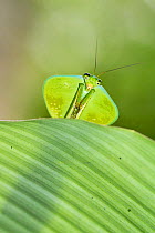 Hooded mantis (Choeradodis Sp), Mache Chindul Reserve, Choco, Ecuador