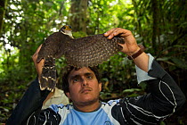 Founding member of the FCAT (Fundacion para la Conservacion de los Andes Tropicales / Foundation for the Conservation of the tropical Andes), holding Aplomado Falcon (Falco femoralis) Choco, Ecuador