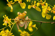 Imbabura tree frog (Hypsiboas picturatus), Mache Chindul Reserve, Choco, Ecuador