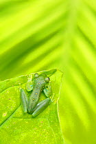 Emerald glass frog (Espadarana prosoblepon) Mache Chindul Reserve, Choco, Ecuador