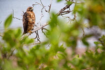 The Galapagos hawk (Buteo galapagoensis), Tagus cove, Isabela Island, Galapagos Island.
