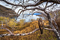 Galapagos hawk (Buteo galapagoensis), Tagus cove, Isabela Island, Galapagos Island.