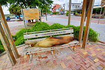 Galapagos sea lion (Zalophus wollebaeki) resting on bench in town, San Cristobal Island, Galapagos.