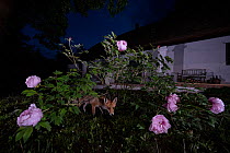 Red fox (Vulpes vulpes) at the base of a peony bush in a cottage garden, Vertes Mountains, Hungary.