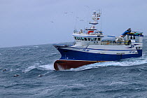 Common dolphins (Delphinus delphis) riding waves at bow of fishing vessel &#39;Harvester&#39; March 2020.