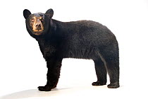 Florida black bear (Ursus americanus floridanus) named Cheyenne at the Brevard Zoo.