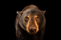 Florida black bear (Ursus americanus floridanus) named Cheyenne at the Brevard Zoo.