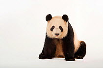 Giant panda (Ailuropoda melanoleuca) &#39;Lun lun&#39; Zoo Atlanta.