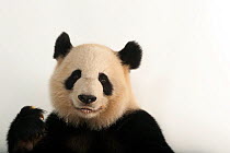 Giant panda (Ailuropoda melanoleuca) &#39;Lun lun&#39; at Zoo Atlanta.