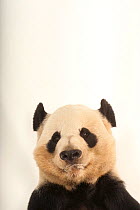 Giant panda (Ailuropoda melanoleuca) at Zoo Atlanta.