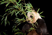 Giant panda (Ailuropoda melanoleuca) feeding on bamboo at Zoo Atlanta.