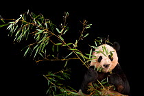 Giant panda (Ailuropoda melanoleuca) feeding on bamboo at Zoo Atlanta.