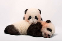 Twin giant panda cubs (Ailuropoda melanoleuca) Mei Lun and Mei Huan, the at Zoo Atlanta.