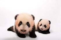 Twin Giant panda cubs (Ailuropoda melanoleuca) age three months at Zoo Atlanta.